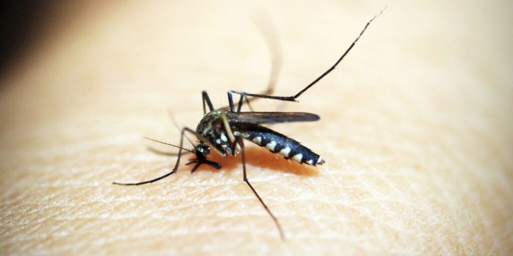 casos-de-dengue-e-chikungunya-custaram-r$-1,2-bi-ao-sistema-de-saude