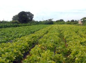 seguranca-alimentar-e-povos-indigenas-tem-r$-64,3-milhoes-em-credito